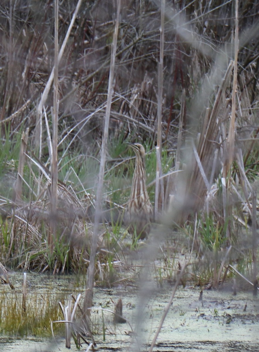 American Bittern - ML228087171