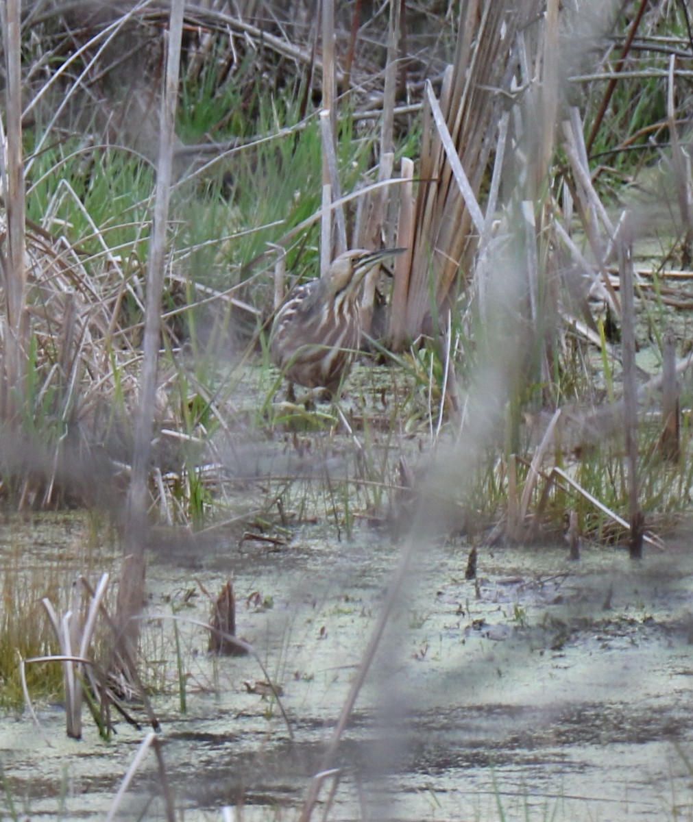 American Bittern - ML228087231