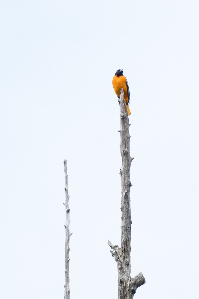 Oriole de Baltimore - ML228088291