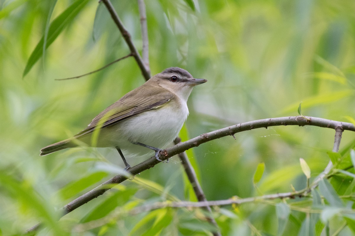 Viréo aux yeux rouges - ML228089131