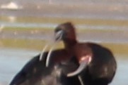 ibis hnědý - ML228089581