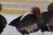 ibis hnědý - ML228089591