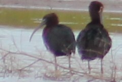 ibis hnědý - ML228089661
