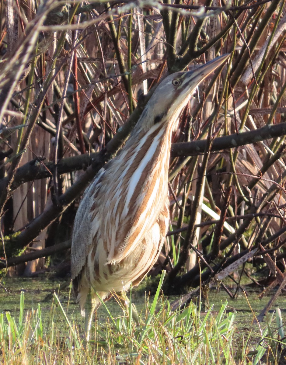 American Bittern - ML228090061