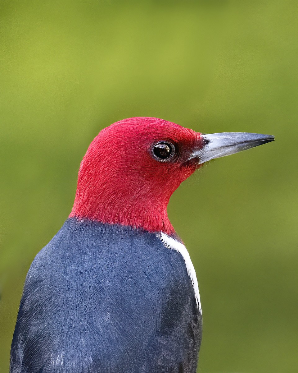 Red-headed Woodpecker - Bill Tynan