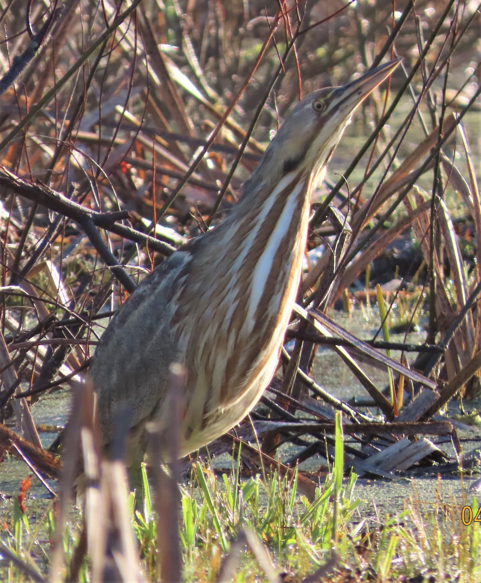 American Bittern - ML228090381