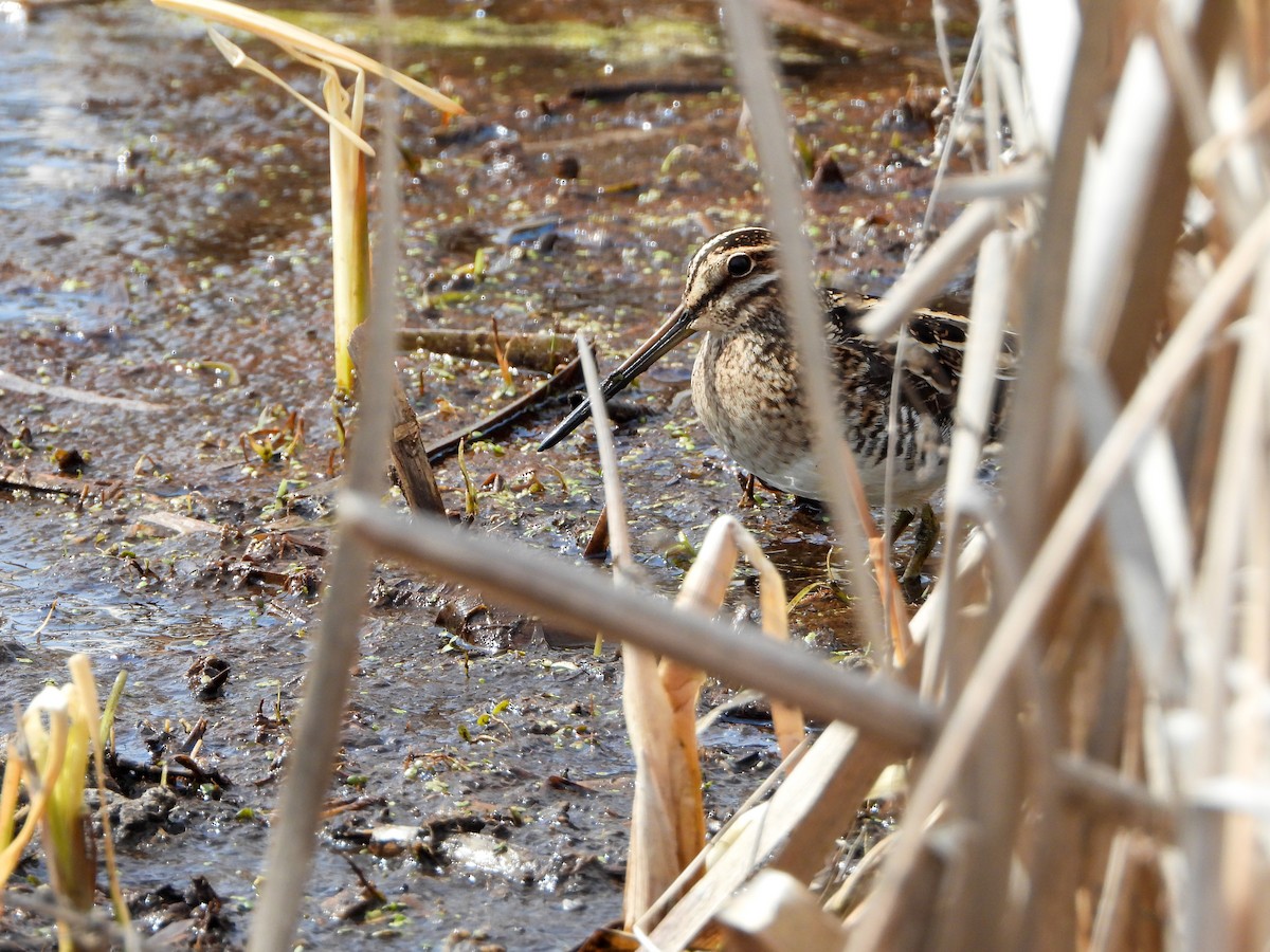 Wilson's Snipe - ML228091361