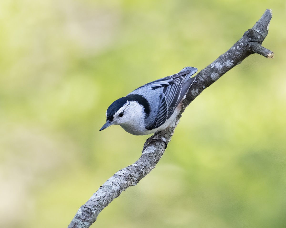 White-breasted Nuthatch - Bill Tynan