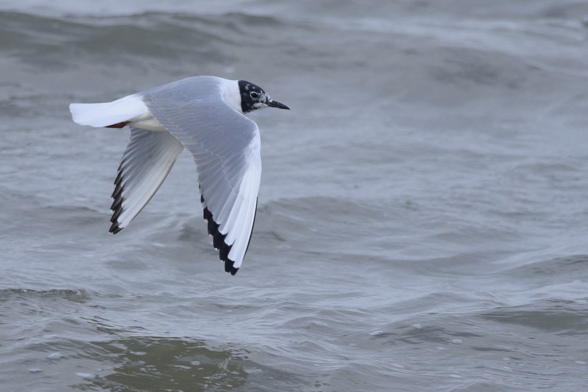 Bonaparte's Gull - Daniel Irons