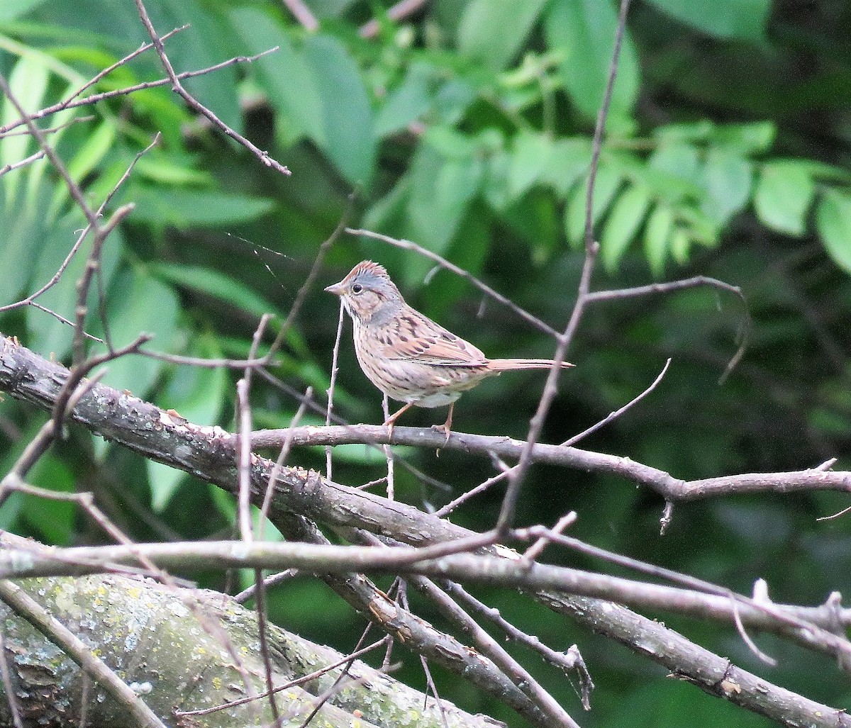 Lincoln's Sparrow - ML228093261