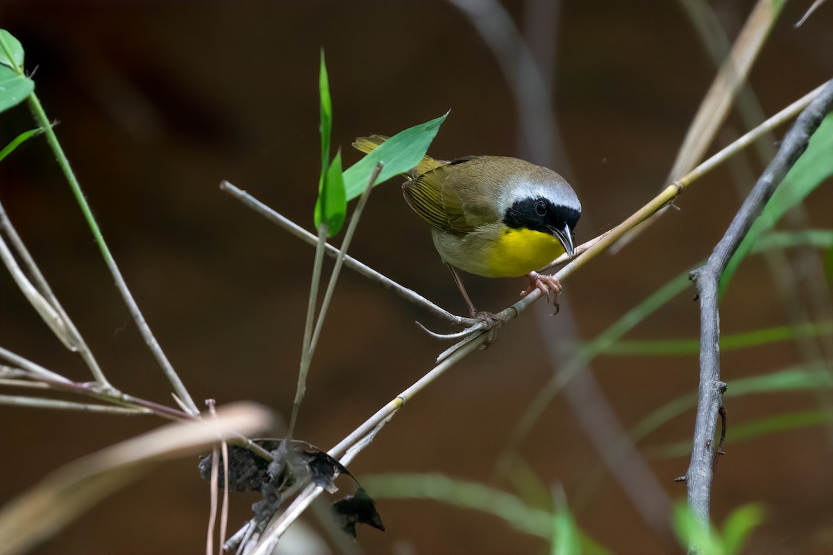 Common Yellowthroat - ML228093691