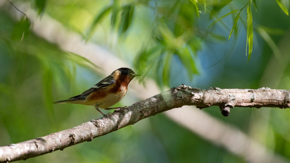 Bay-breasted Warbler - ML228095331