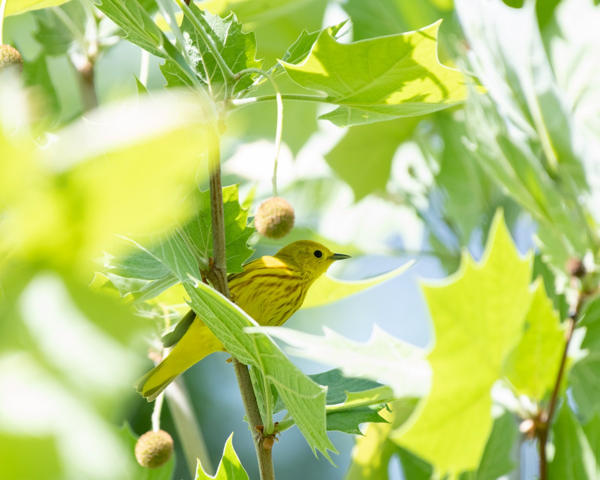 Yellow Warbler (Northern) - ML228095421
