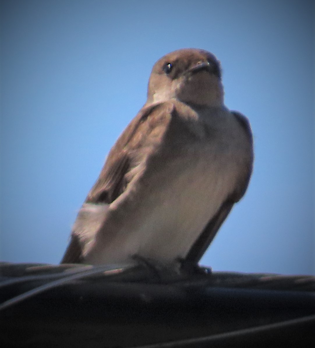 Northern Rough-winged Swallow - ML228095631