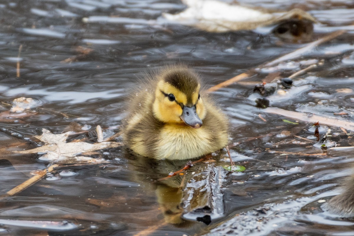 Mallard - Jeremy Cushman