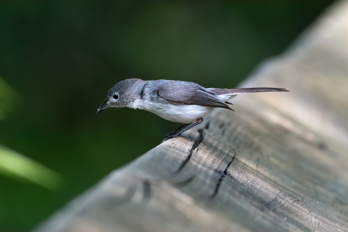 Blue-gray Gnatcatcher - Scott Mullens