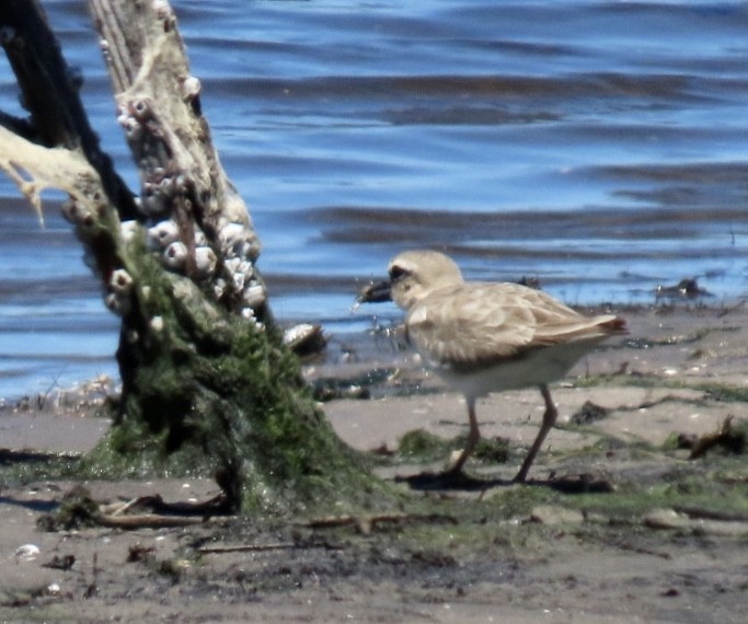 Wilson's Plover - ML228097141