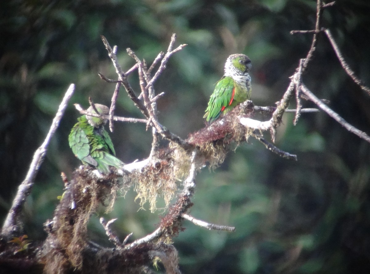 Black-capped Parakeet - Daniel Lane