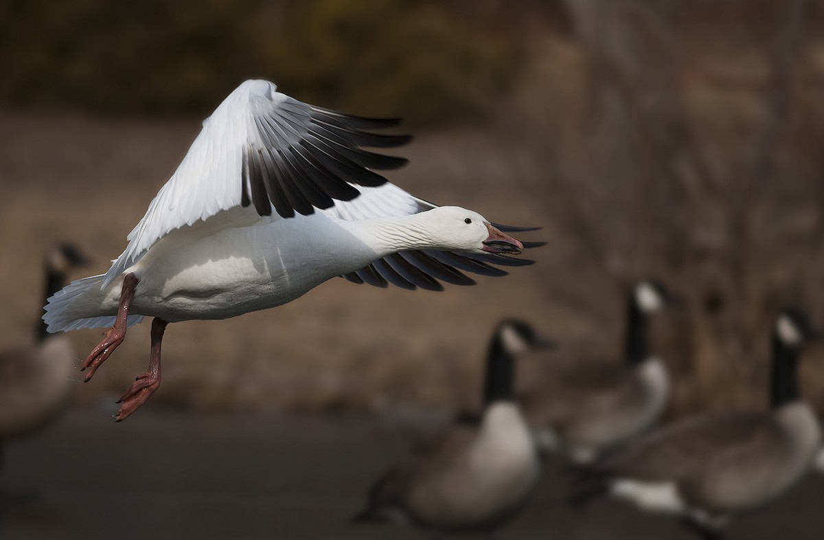 Snow Goose - ML228097571