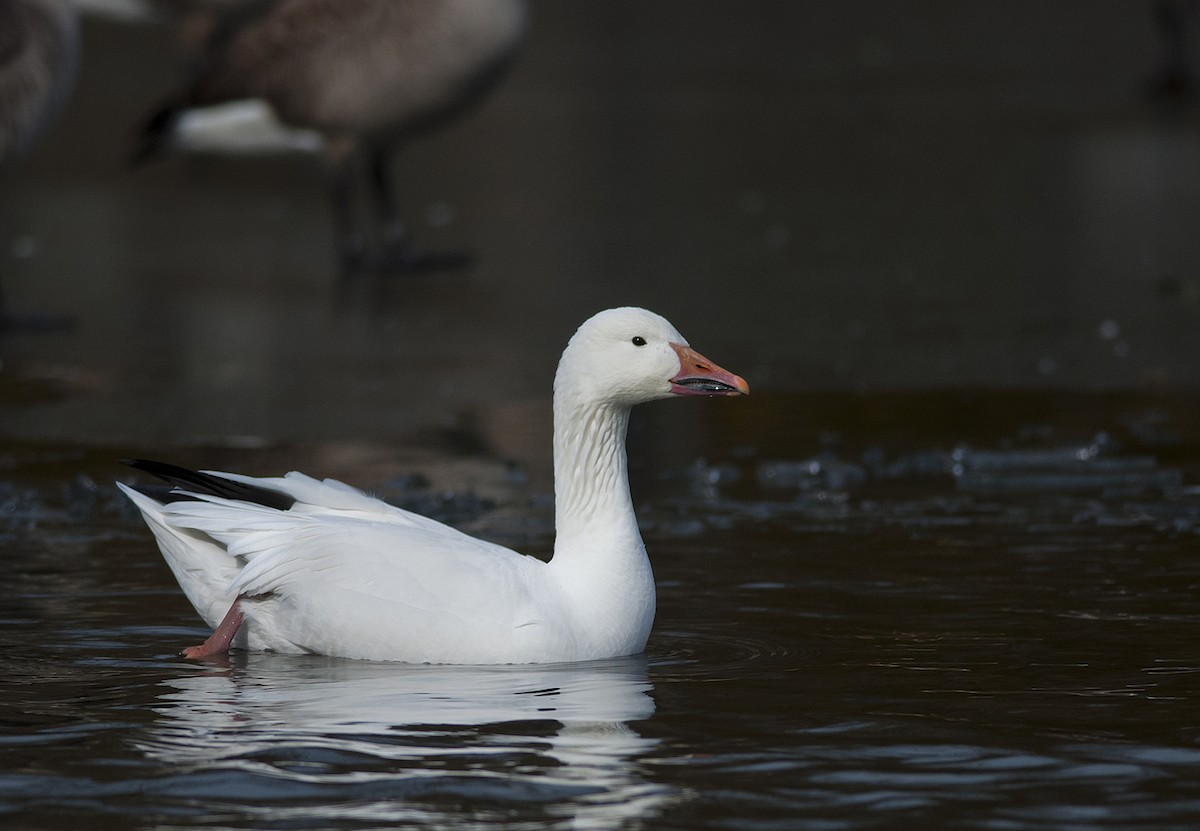 Snow Goose - ML228097611