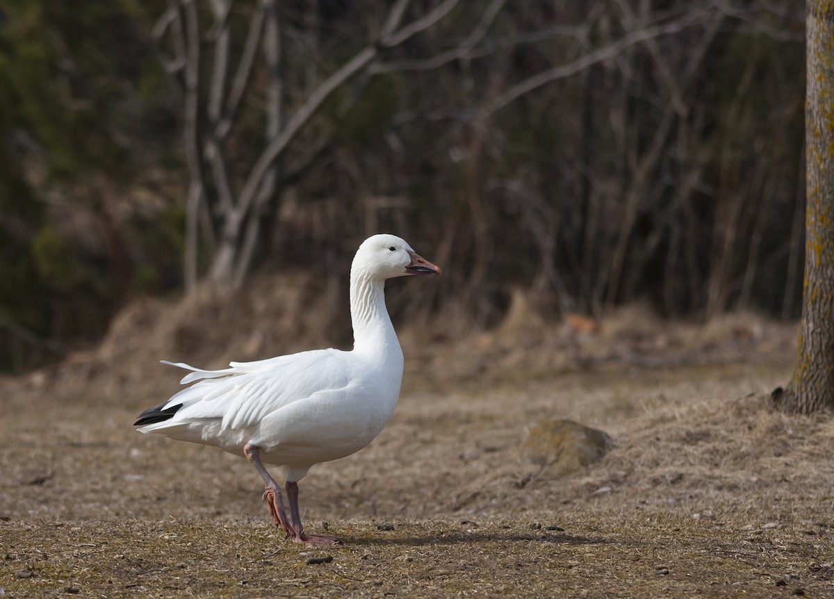Snow Goose - ML228097631