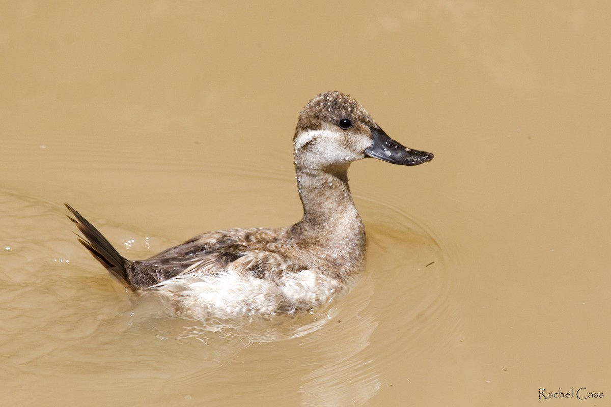 Ruddy Duck - ML228098091