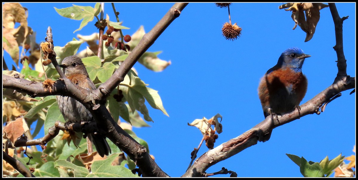 Western Bluebird - ML228098281