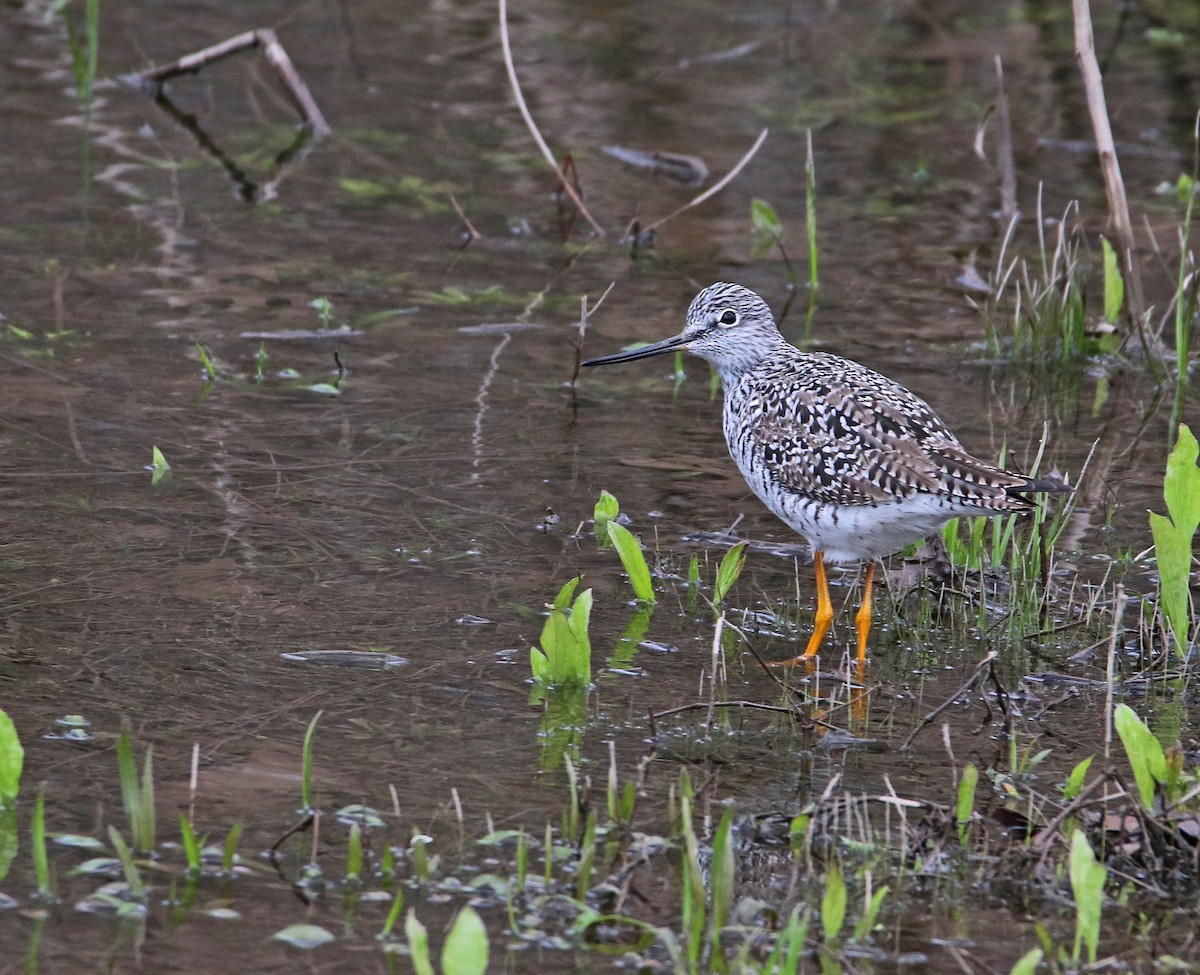 Greater Yellowlegs - ML228101731