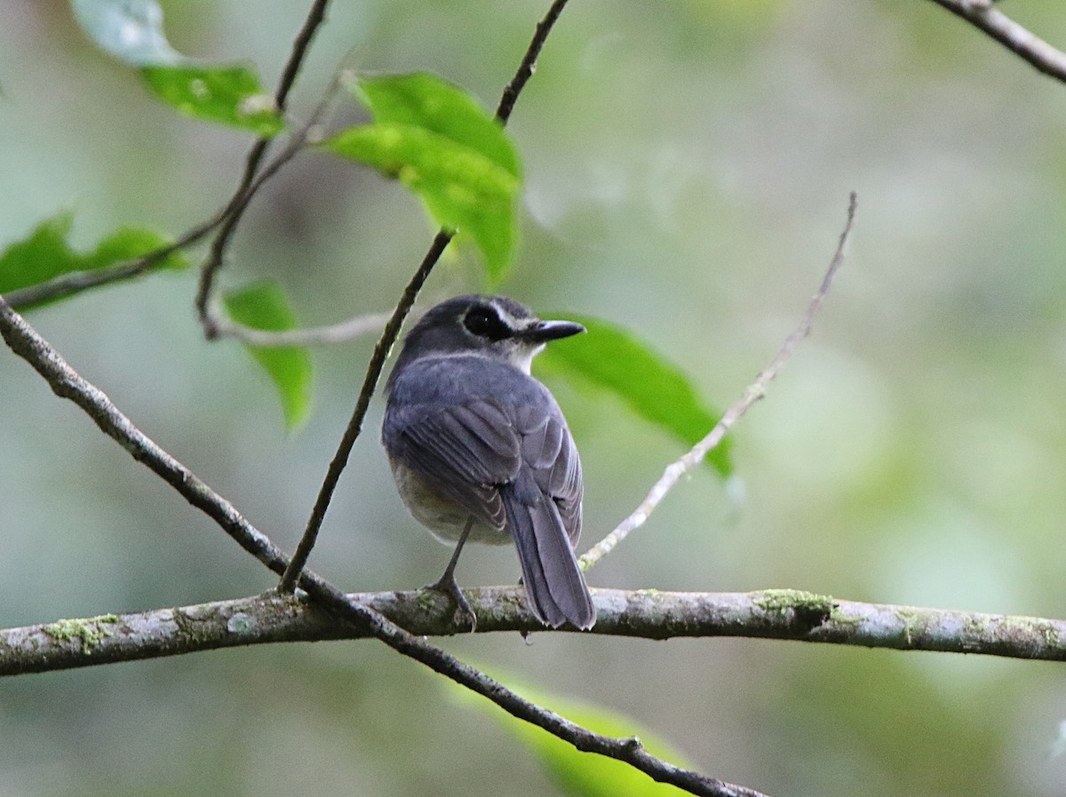 Mindanao Jungle Flycatcher - Pete Simpson