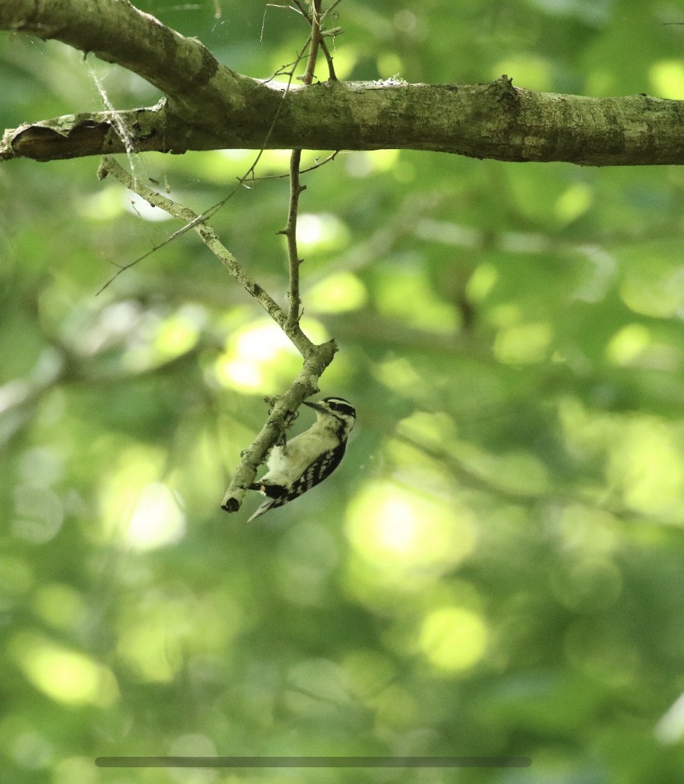 Hairy Woodpecker - ML228103911