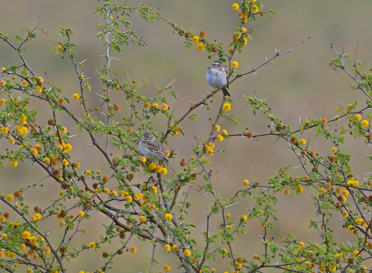 Brewer's Sparrow - Sharon Lynn