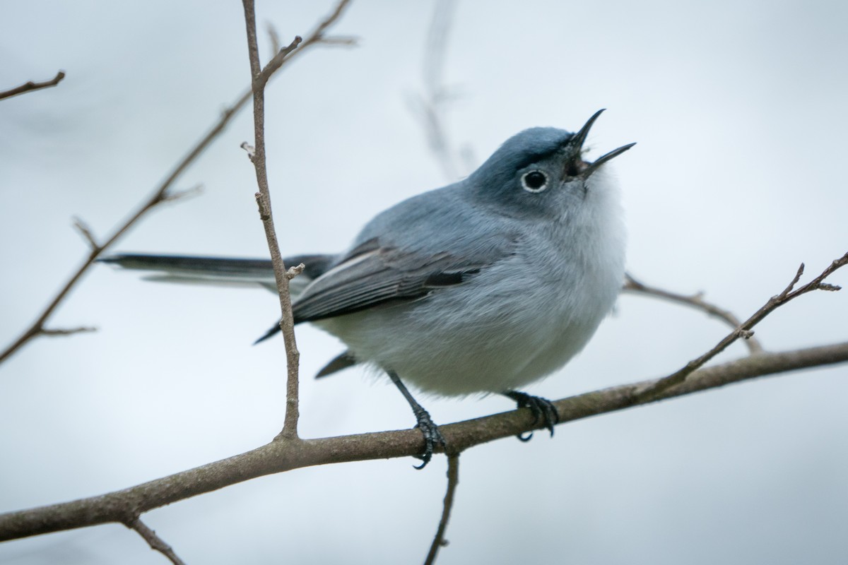 Blue-gray Gnatcatcher - ML228104451