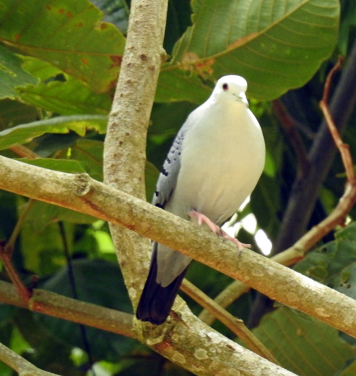 Blue Ground Dove - ML228104511