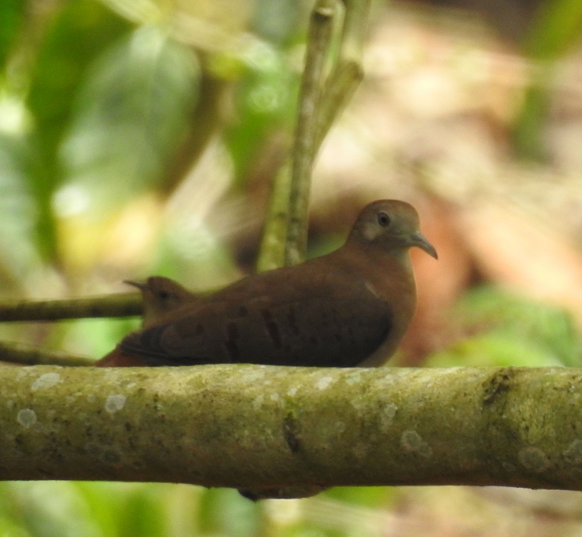 Blue Ground Dove - ML228104721