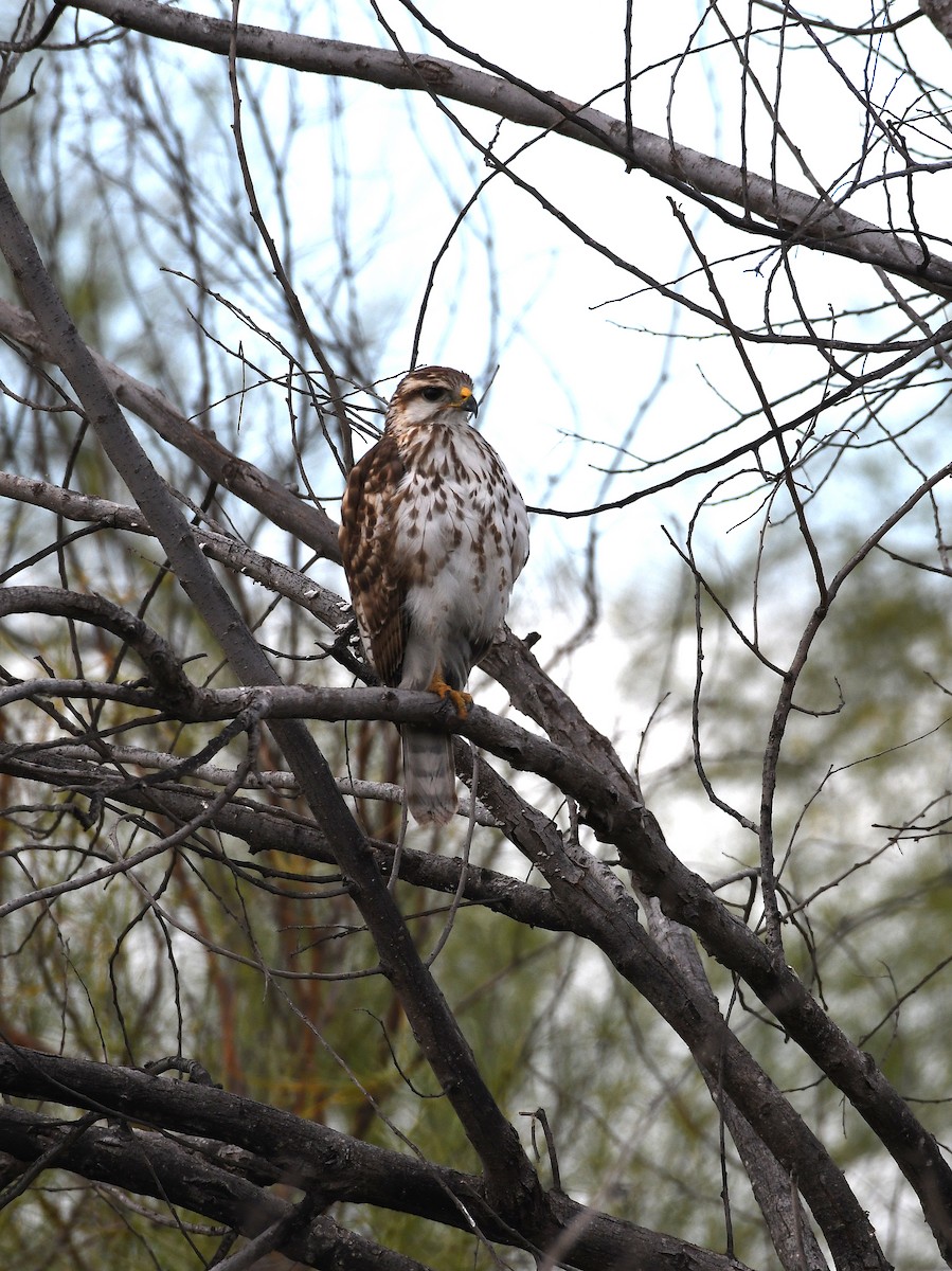 Gray Hawk - ML228104931