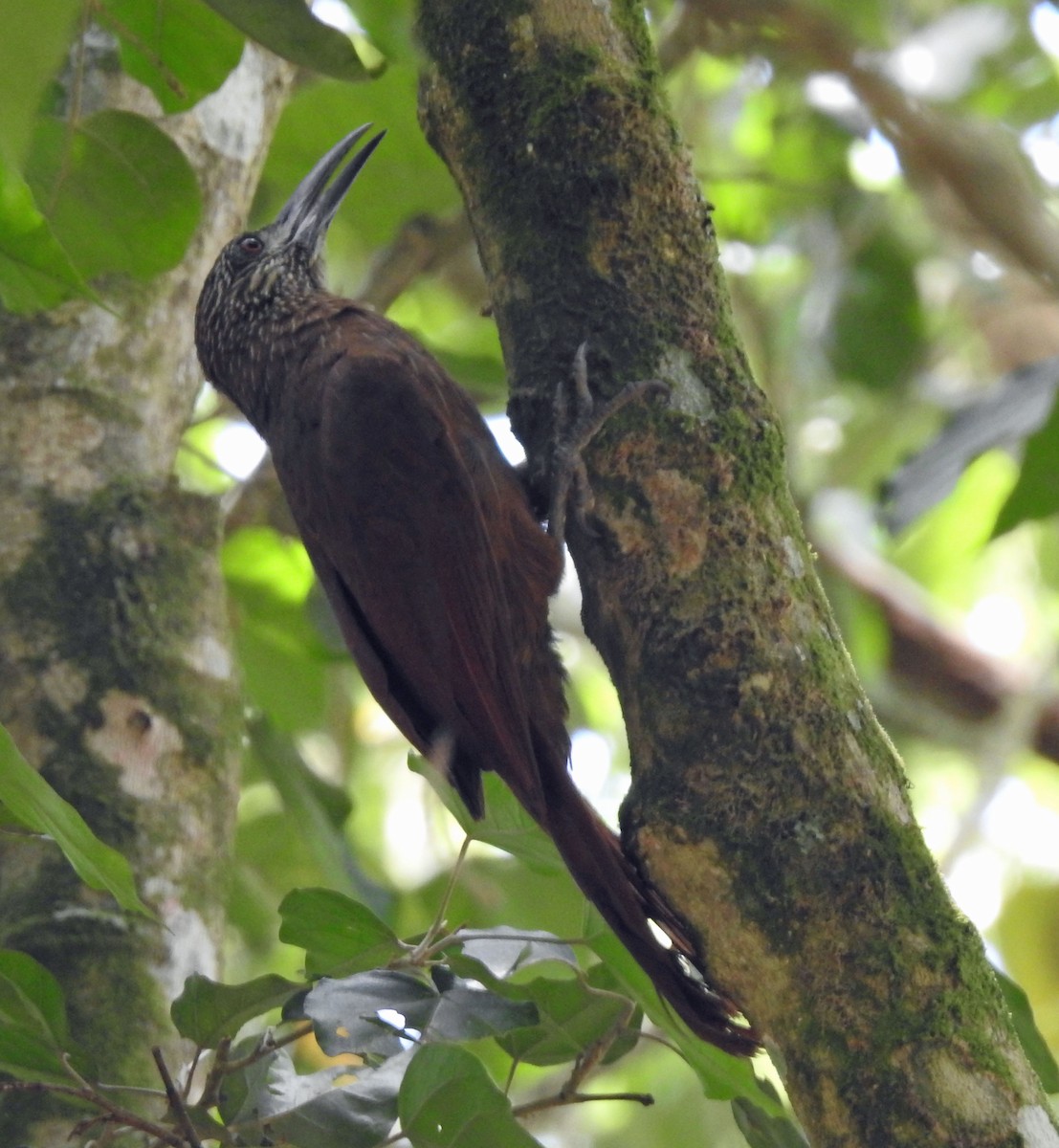 Strong-billed Woodcreeper - ML228105601