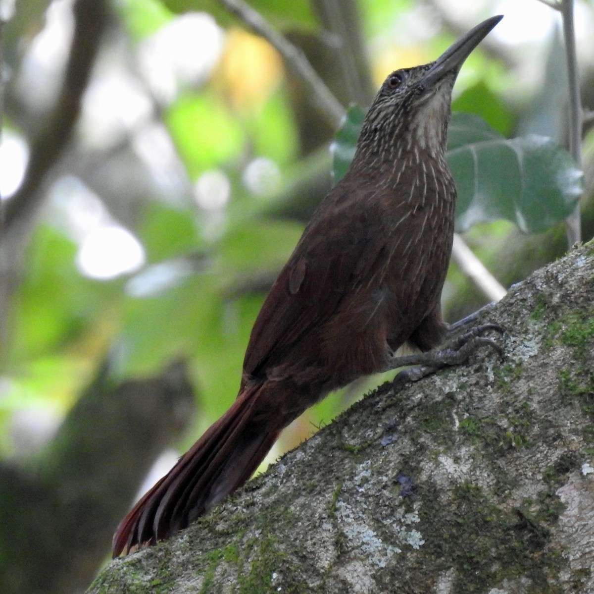 Strong-billed Woodcreeper - ML228105701