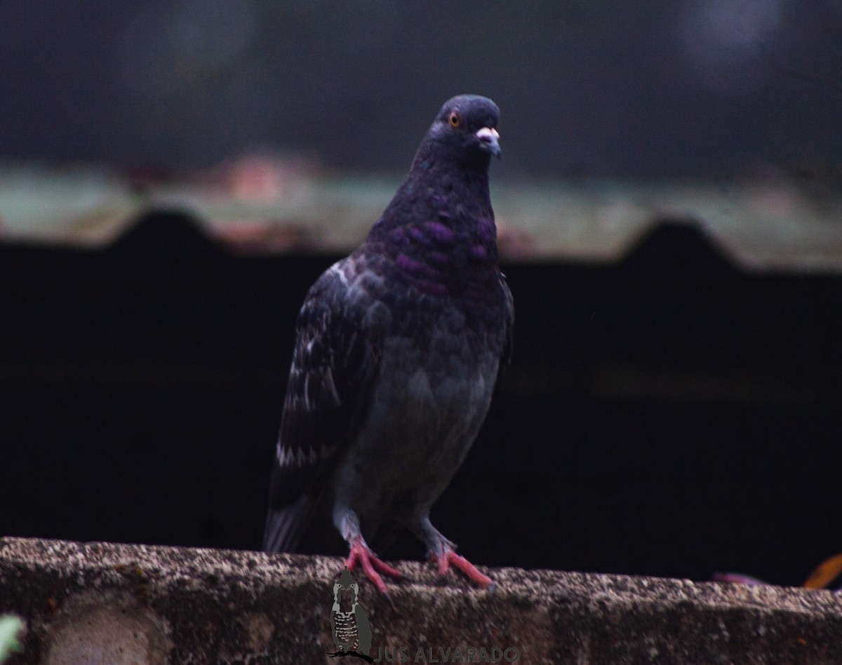 Rock Pigeon (Feral Pigeon) - Justin Alvarado