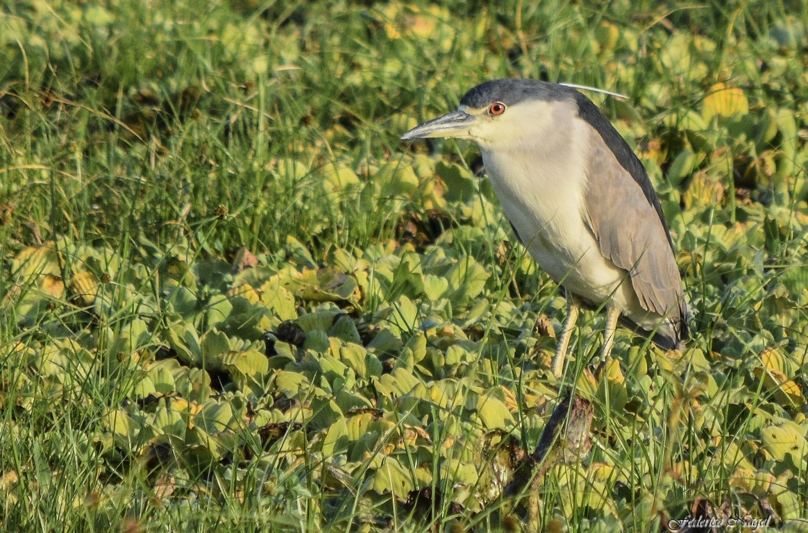 Black-crowned Night Heron - federico nagel