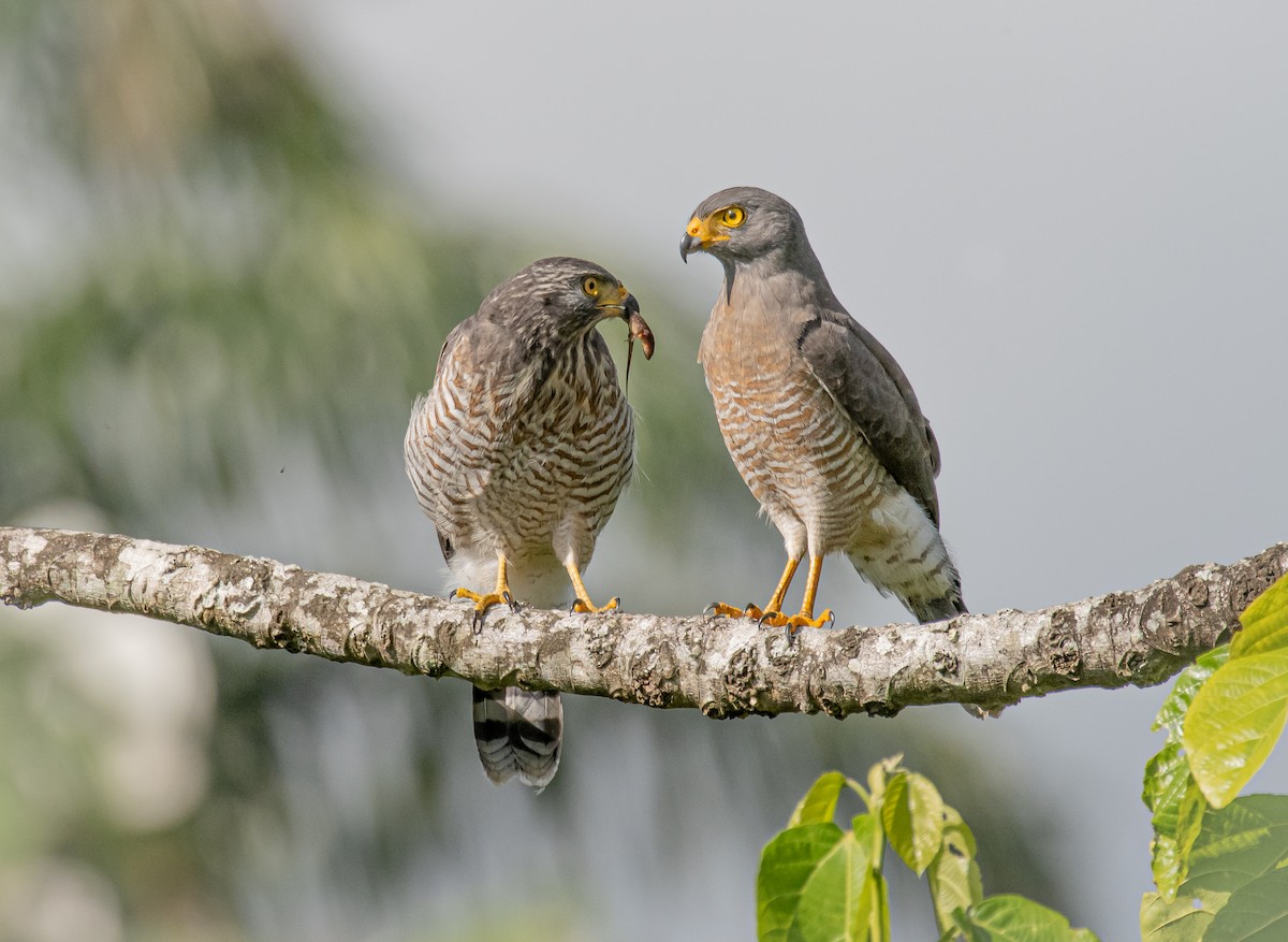 Roadside Hawk - ML228107011