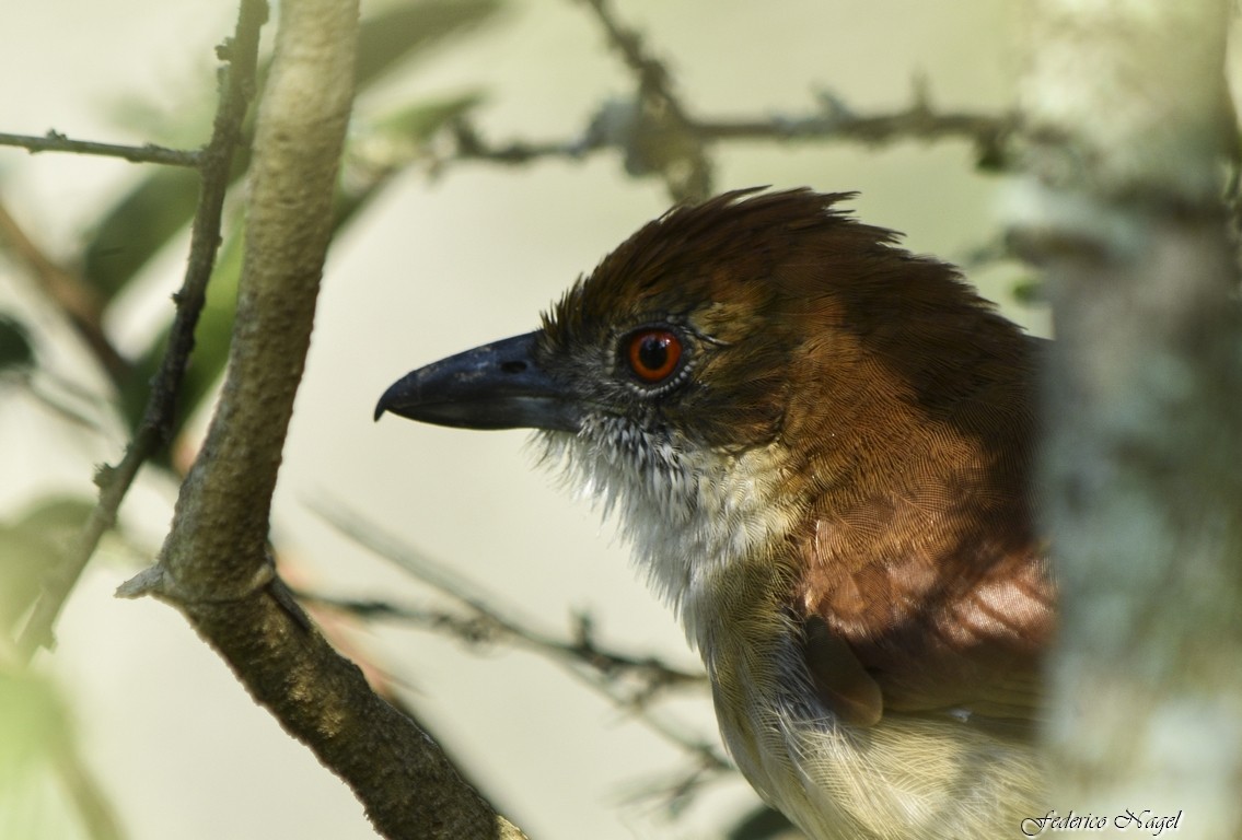 Great Antshrike - ML228107031