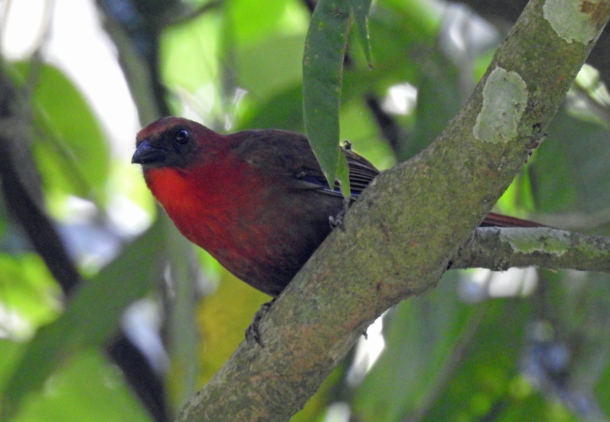 Red-throated Ant-Tanager - ML228107311