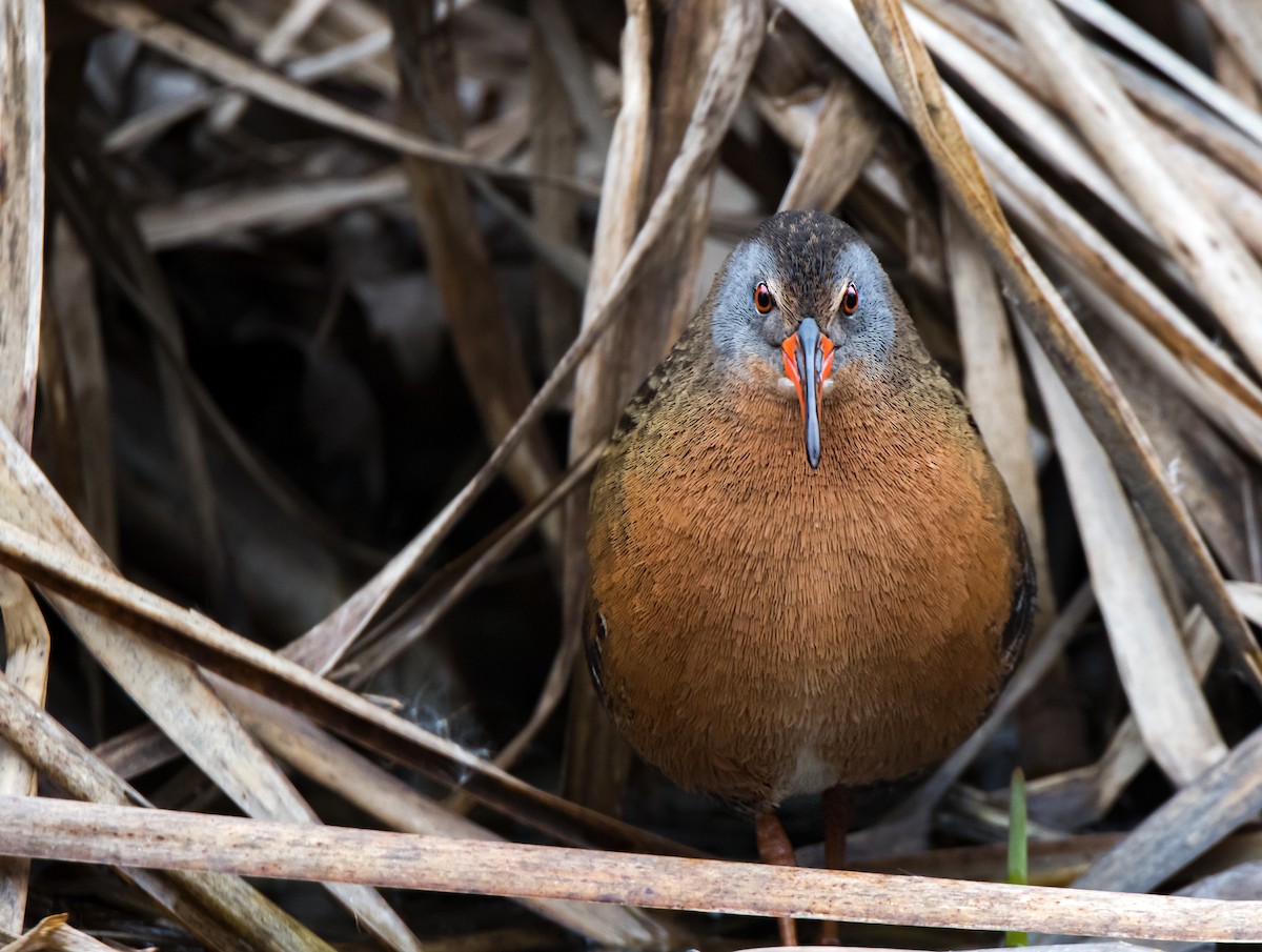 Virginia Rail - Cristina Araya