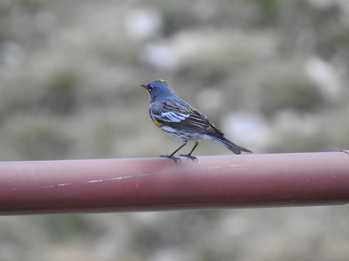 Yellow-rumped Warbler (Audubon's) - ML228108801