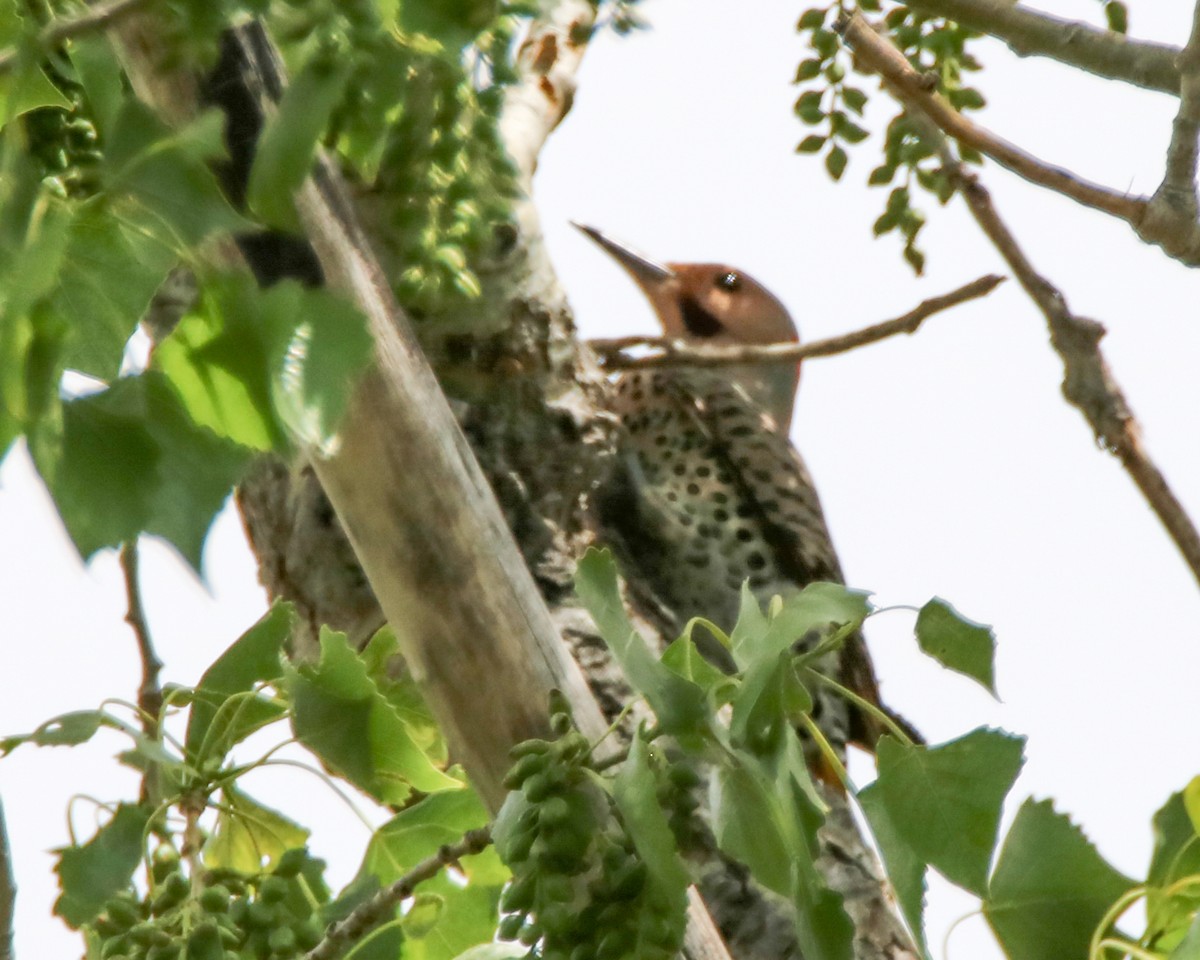 Northern Flicker (Yellow-shafted) - ML228108991