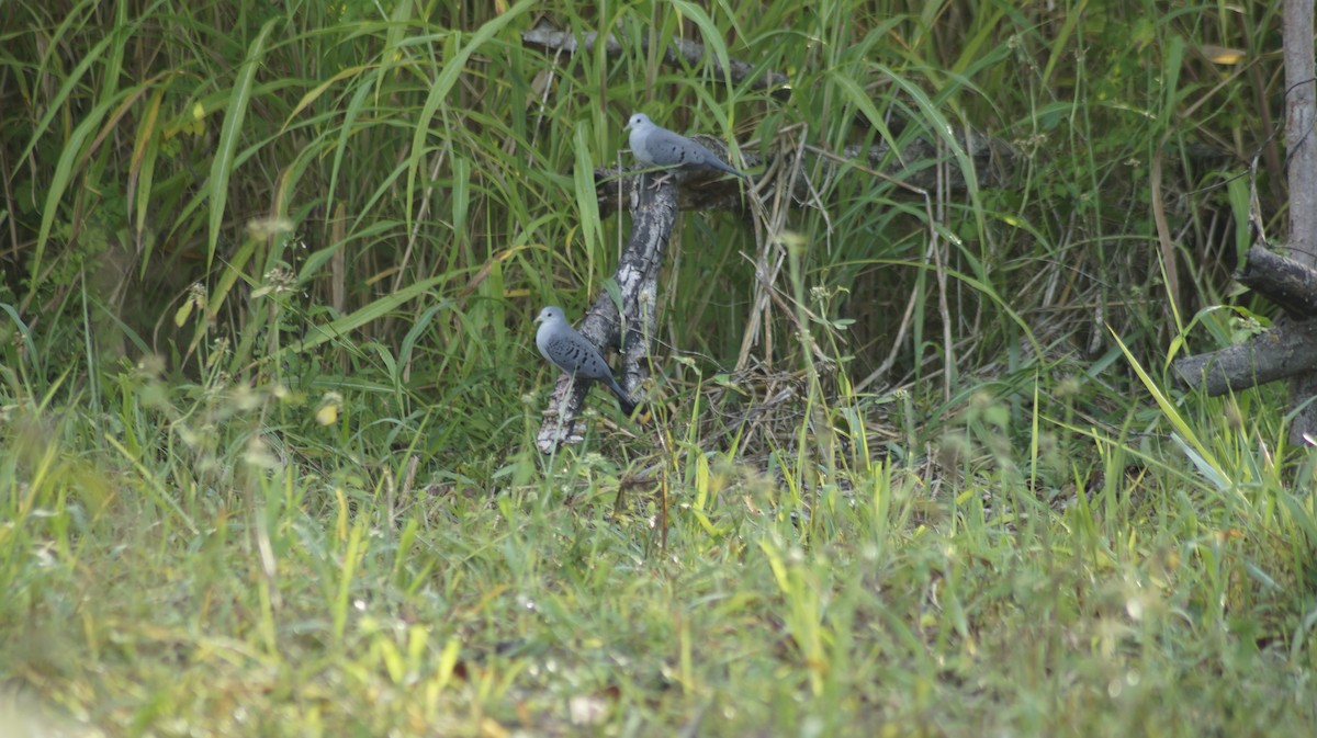 Blue Ground Dove - ML228109641