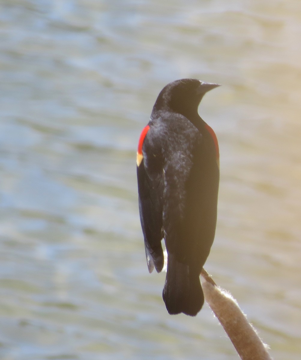 Red-winged Blackbird - ML228111061
