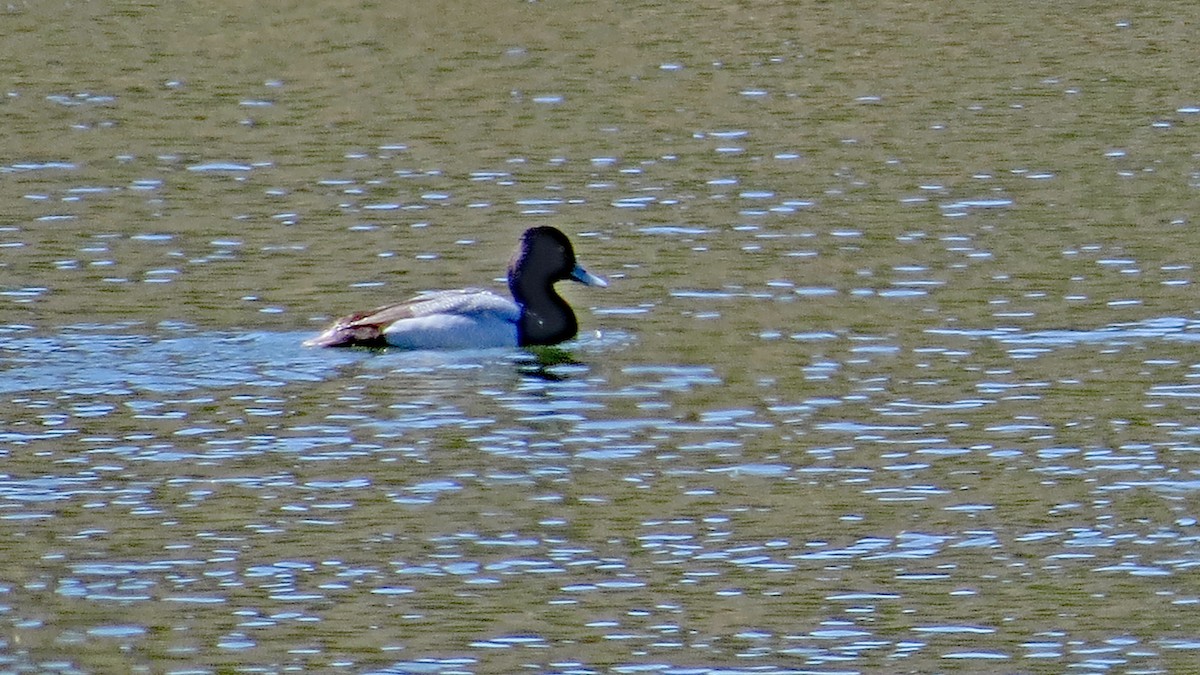 Lesser Scaup - ML228111211