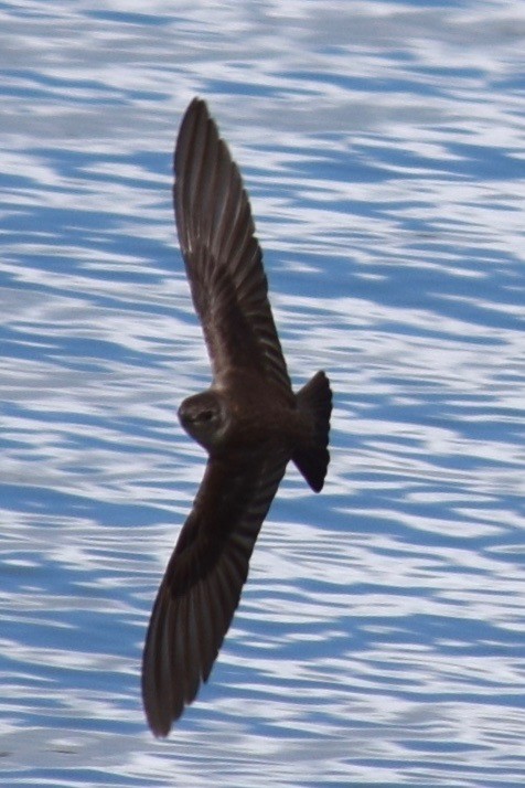 Northern Rough-winged Swallow - ML228112101