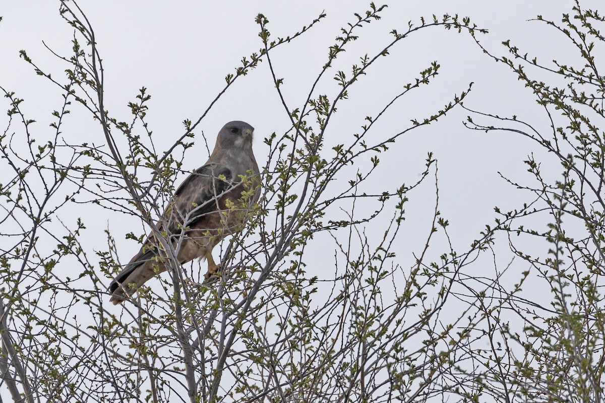 Swainson's Hawk - Colleen Childers